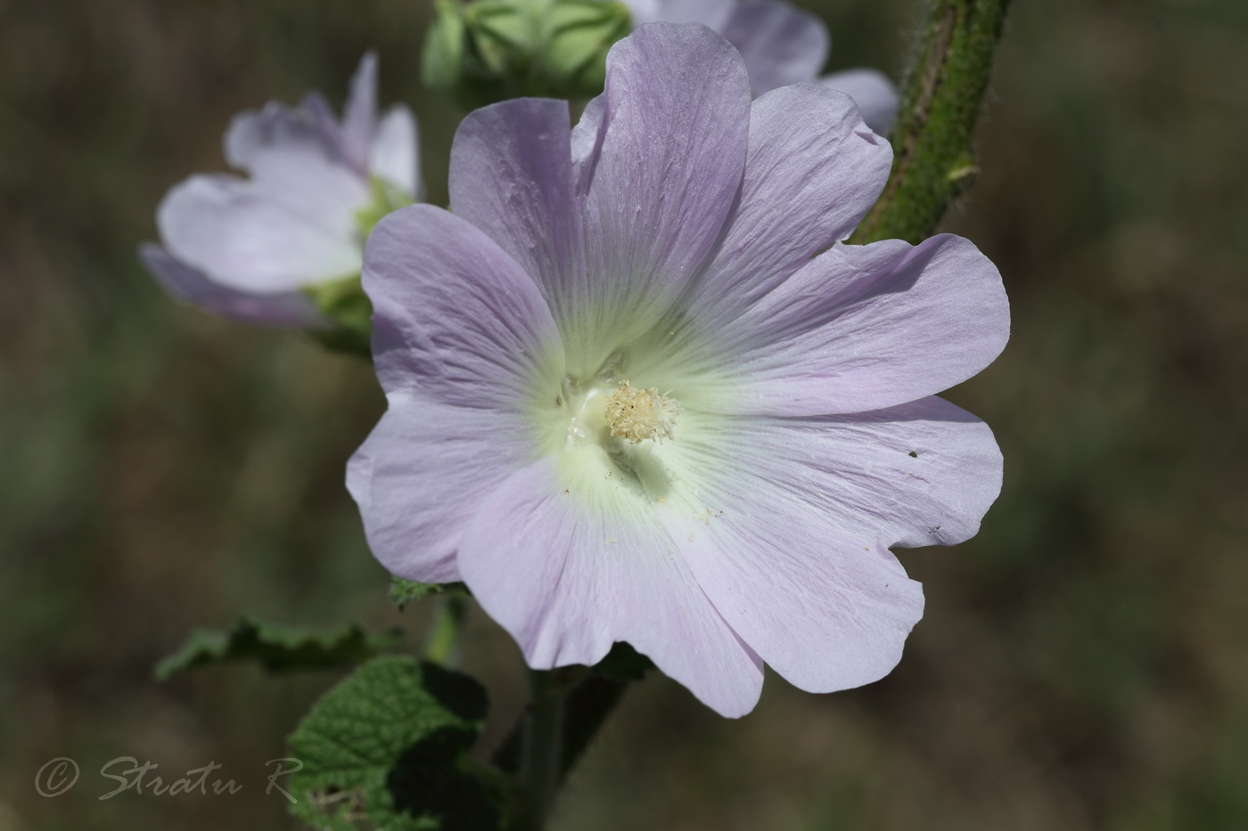 Изображение особи Alcea pallida.