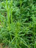 Galium vaillantii