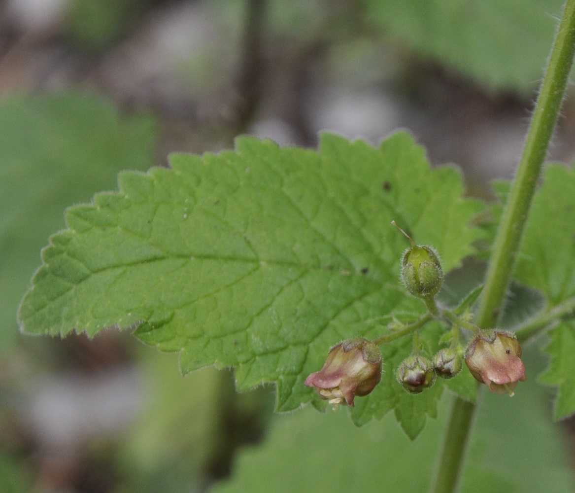 Image of Scrophularia aestivalis specimen.