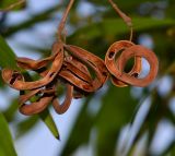 Acacia melanoxylon