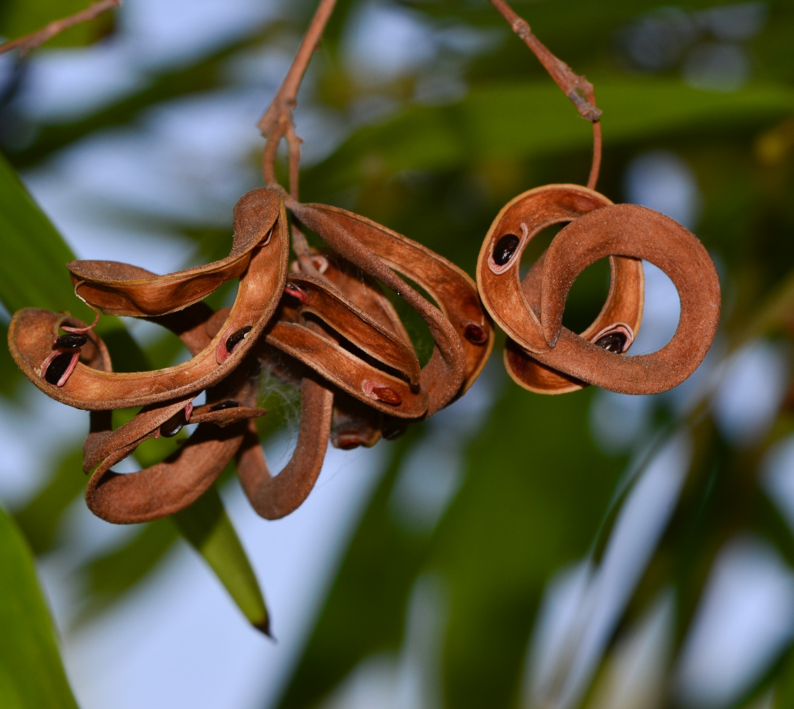 Image of Acacia melanoxylon specimen.