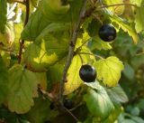 Ribes nigrum