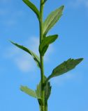 Erigeron annuus