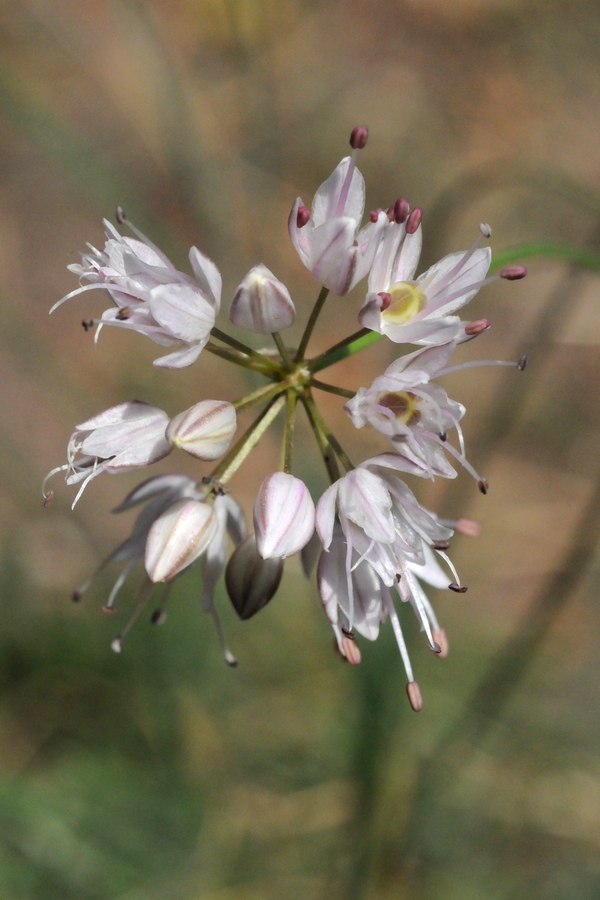 Изображение особи Allium daghestanicum.