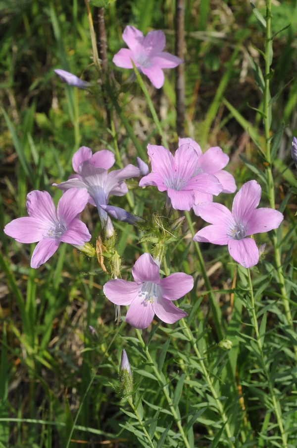 Изображение особи Linum heterosepalum.