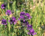 Centaurea scabiosa. Соцветия. Московская обл., Раменский р-н, окр. ж.-д. платформы Хрипань, залежь. 14.07.2014.