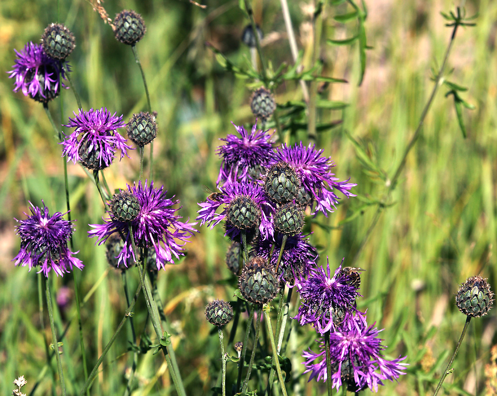 Image of Centaurea scabiosa specimen.