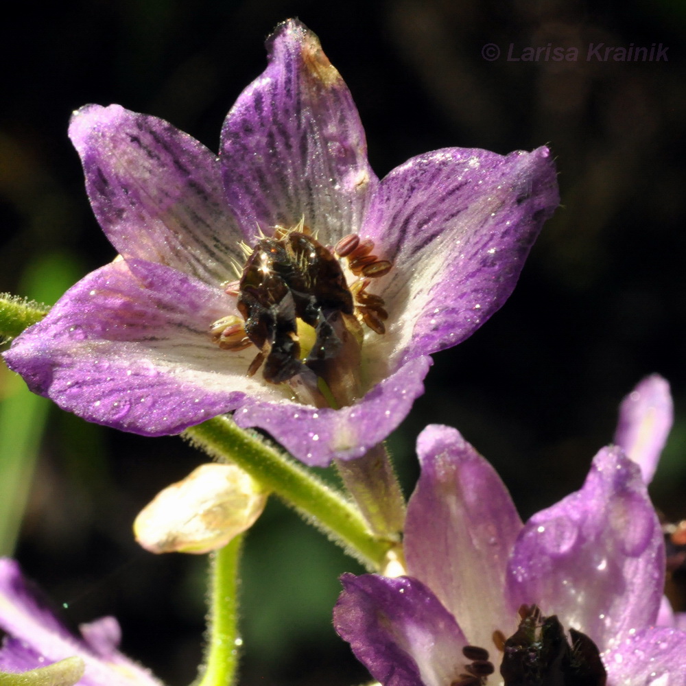 Image of Delphinium maackianum specimen.