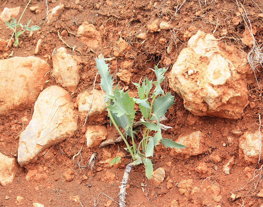 Image of Eryngium campestre specimen.