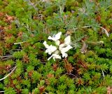 Oxytropis sordida. Цветущее и плодоносящее растение среди вороники. Кольский п-ов, Восточный Мурман, Дальние Зеленцы, мыс Аварийный. 30.07.2009.