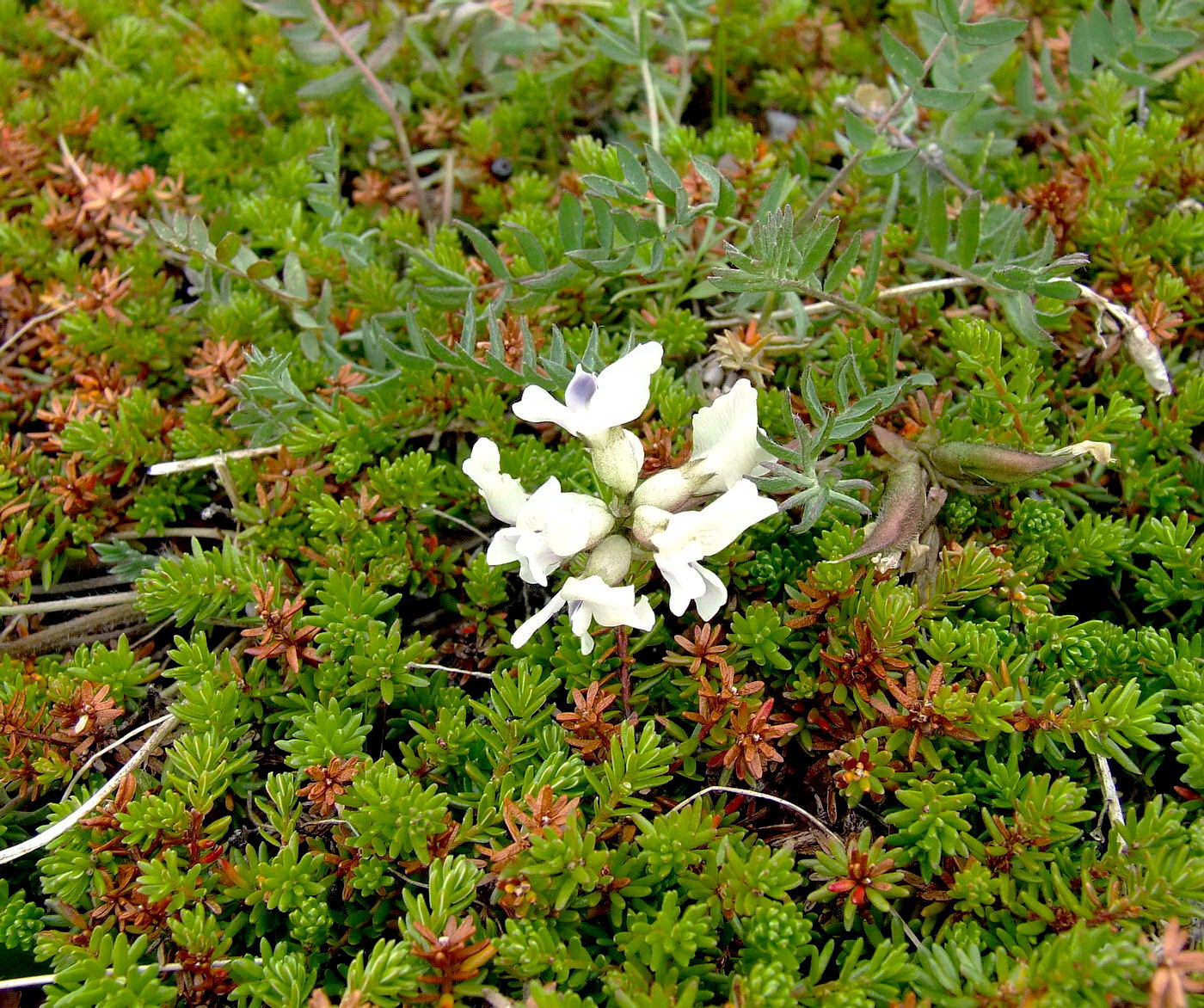 Изображение особи Oxytropis sordida.