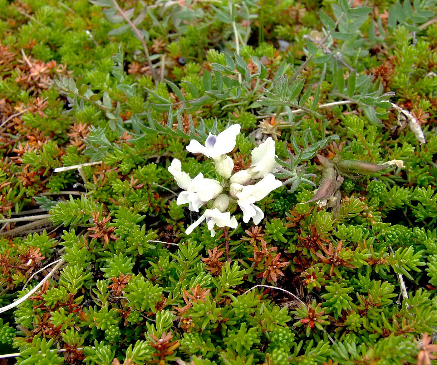 Изображение особи Oxytropis sordida.