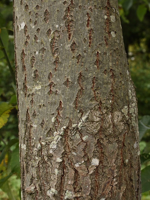 Image of Salix caprea specimen.