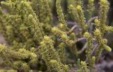 Sarcocornia fruticosa