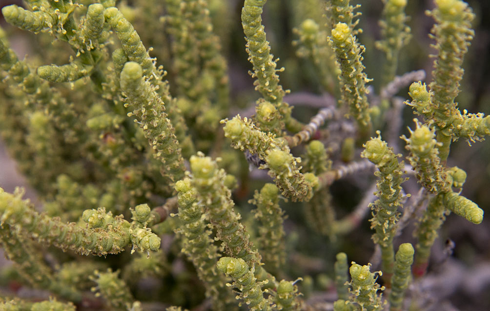 Image of Sarcocornia fruticosa specimen.