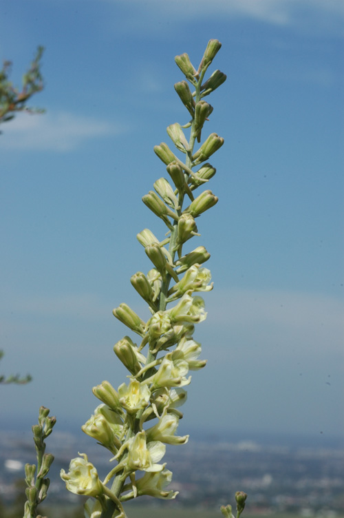 Image of Delphinium biternatum specimen.