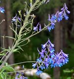 Delphinium elatum