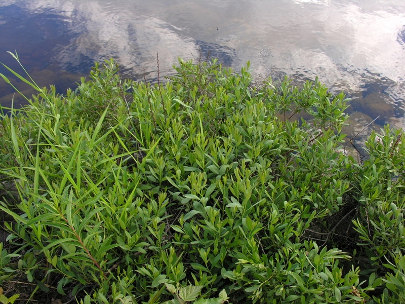 Image of Myrica tomentosa specimen.