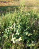 Rumex confertus