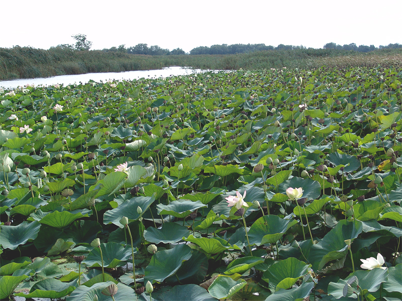 Изображение особи Nelumbo caspica.