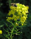 Sisymbrium loeselii