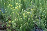 Odontarrhena obtusifolia. Верхушка цветущего и плодоносящего растения. Краснодарский край, окр. Новороссийска, урочище \"Мокрая щель\" у Абрау-Дюрсо. 02.06.2009.