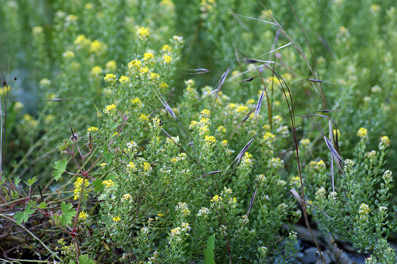 Image of Odontarrhena obtusifolia specimen.