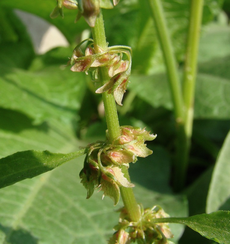 Image of Rumex obtusifolius specimen.