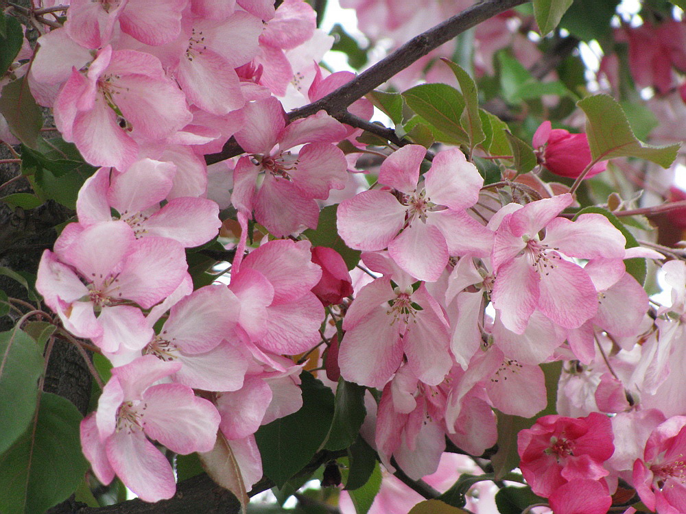 Изображение особи Malus &times; purpurea.