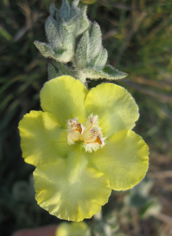 Изображение особи Verbascum undulatum.