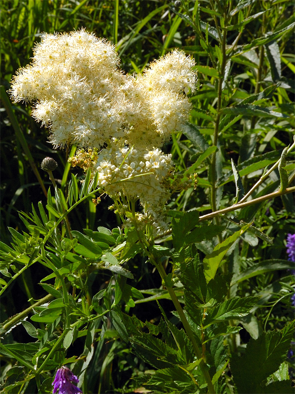 Изображение особи Filipendula ulmaria.