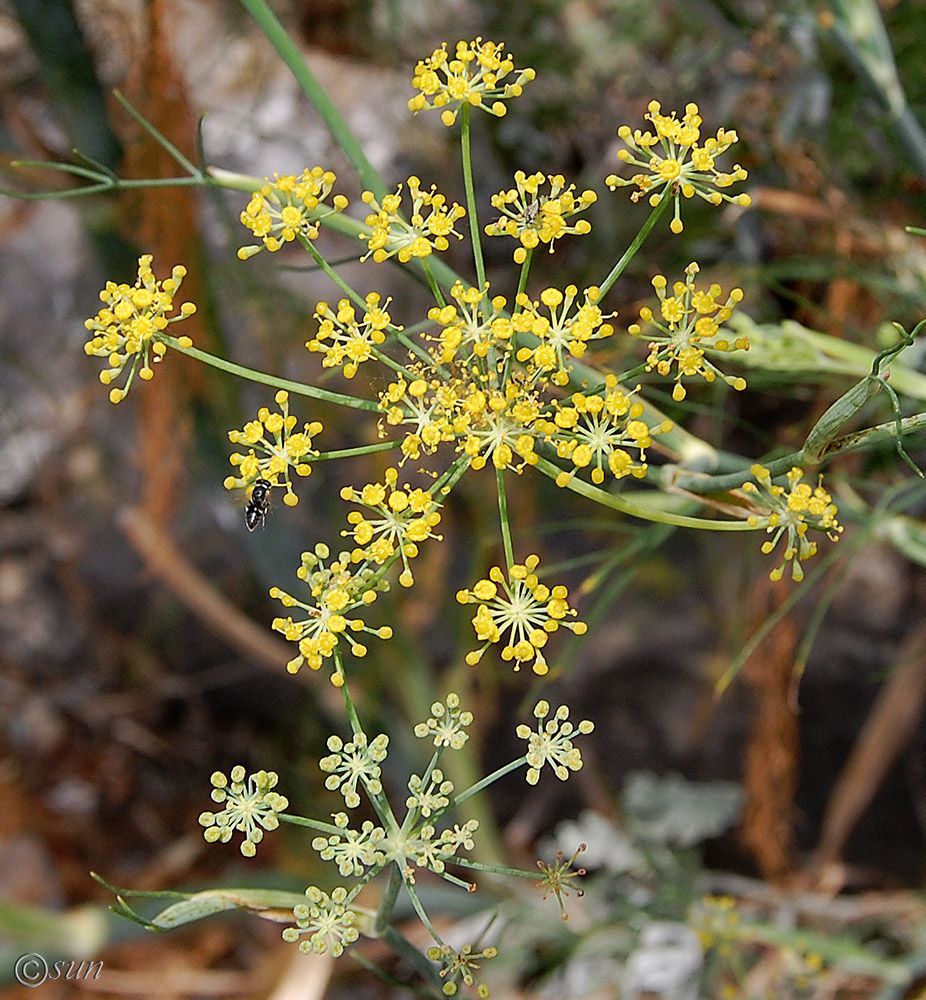 Изображение особи Foeniculum vulgare.