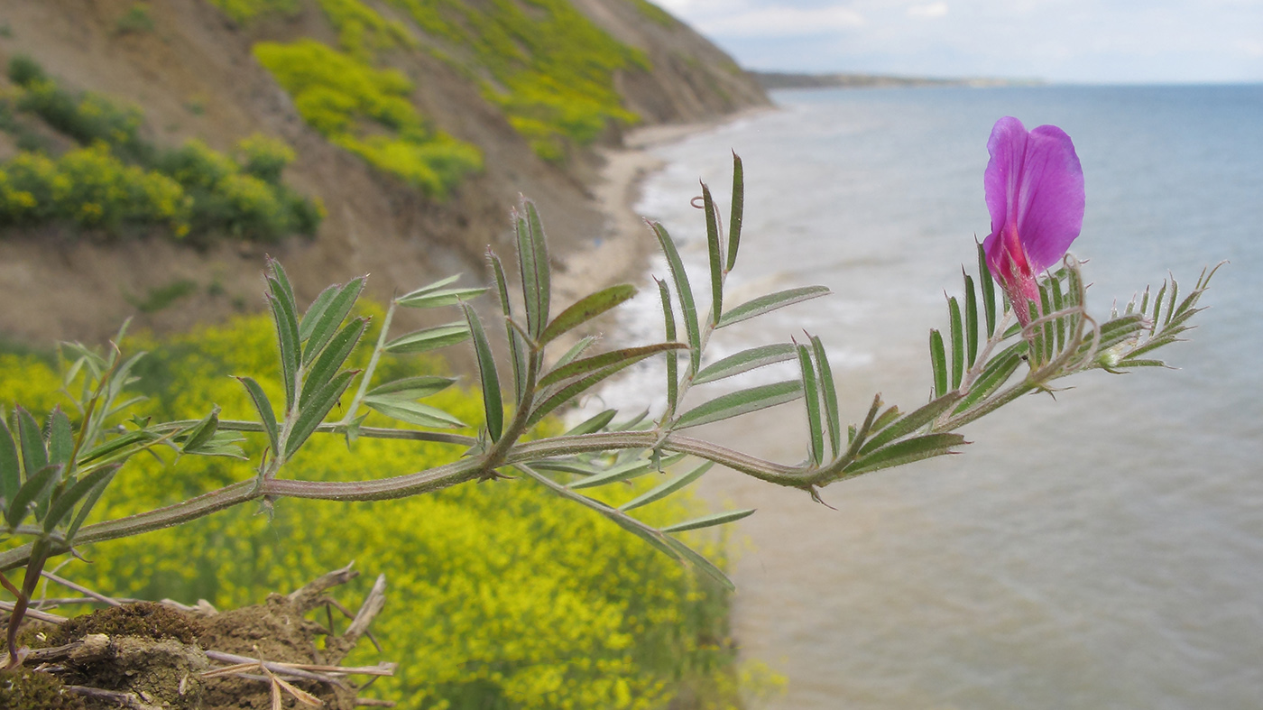 Image of Vicia angustifolia specimen.