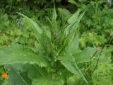 Cirsium helenioides