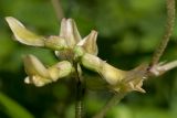 Astragalus glycyphyllos. Соцветие. Черногория, окр. пос. Пржно (Pržno), периодически выкашиваемая обочина дороги рядом с зарослями кустарников. 07.10.2014.