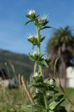 Echium italicum. Верхушка цветущего растения. Черногория, окр. пос. Донья Ластва, берег Которской бухты, прибрежный низкотравный луг. 08.10.2014.