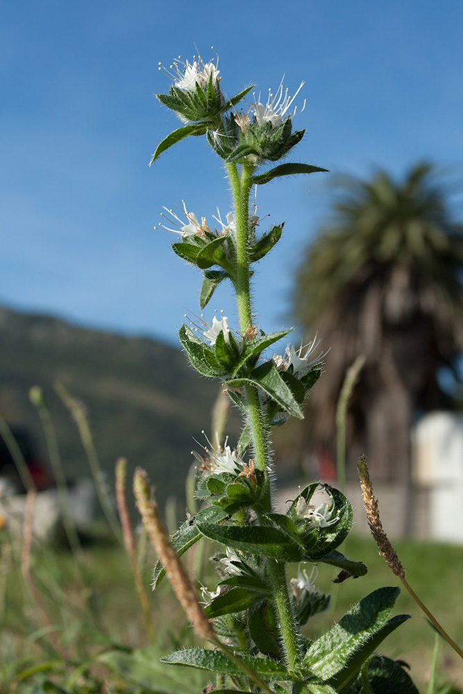 Image of Echium italicum specimen.