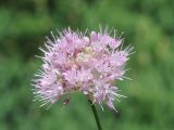 Allium lineare