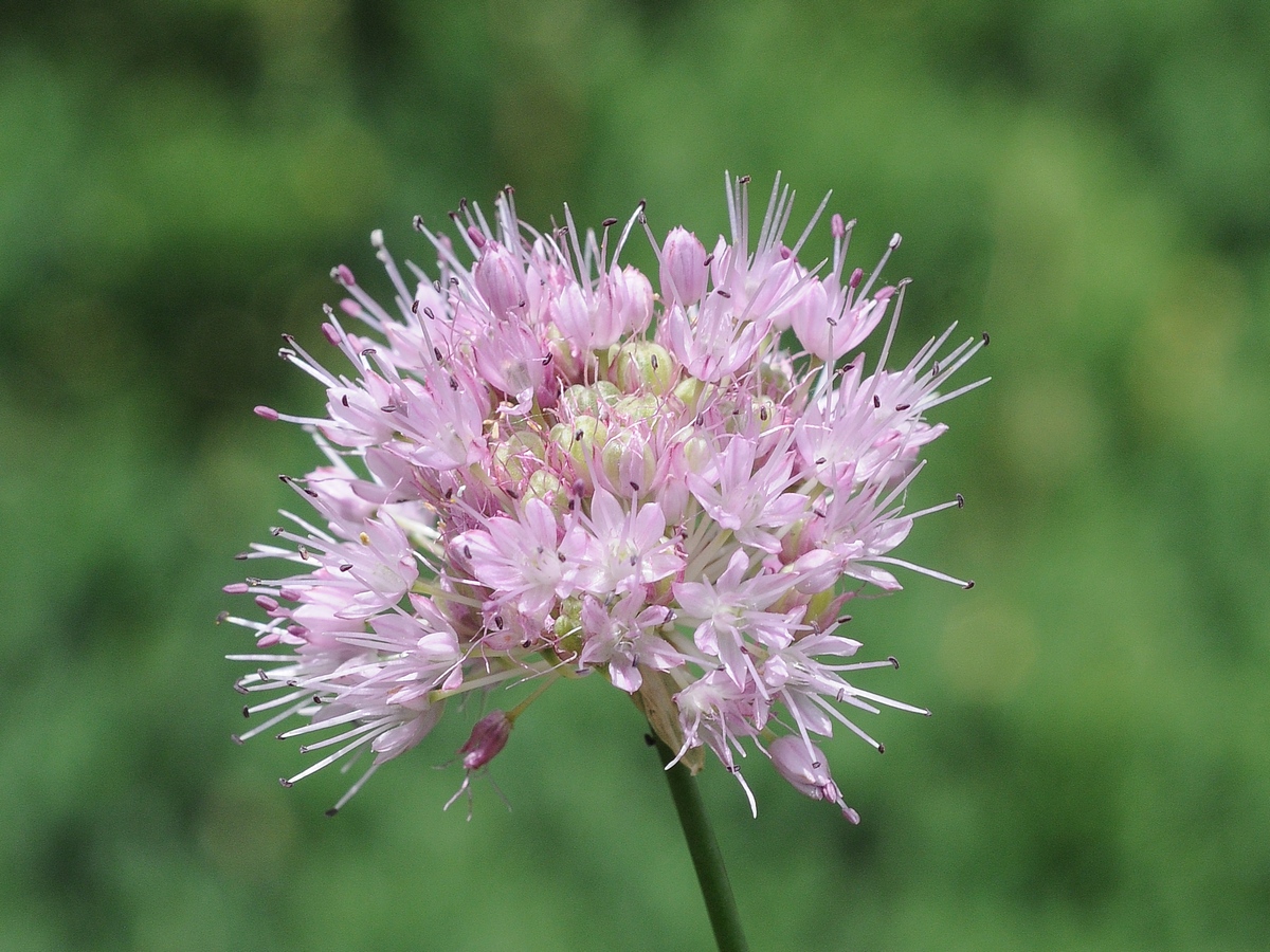 Изображение особи Allium lineare.