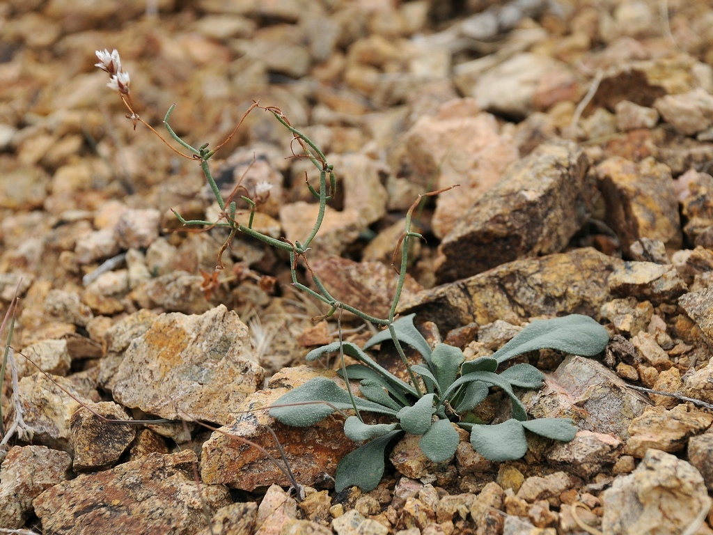 Изображение особи Limonium michelsonii.