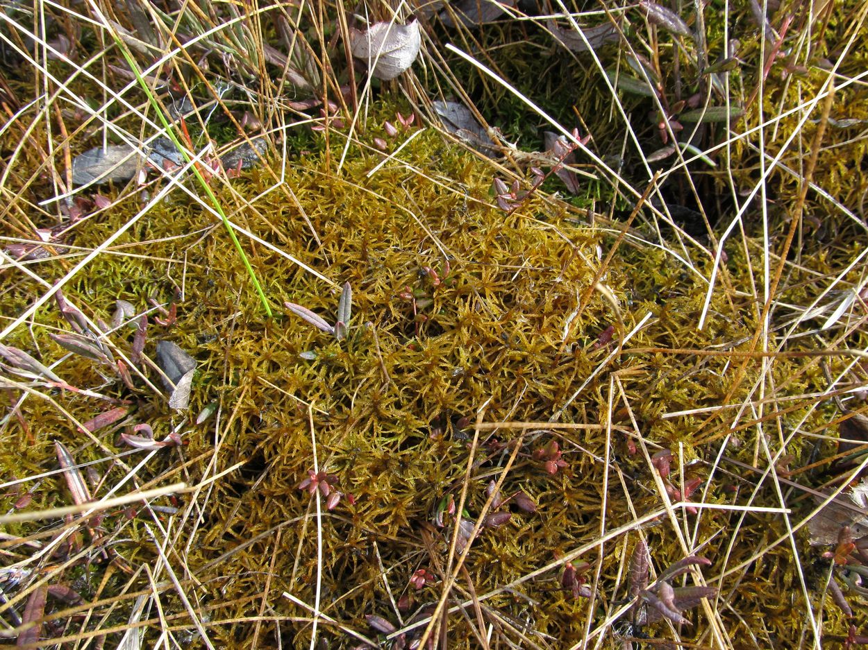 Image of Helodium blandowii specimen.