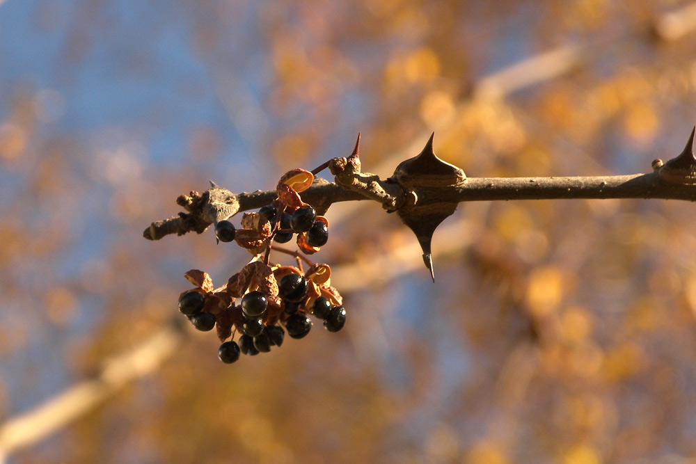 Изображение особи Zanthoxylum schinifolium.