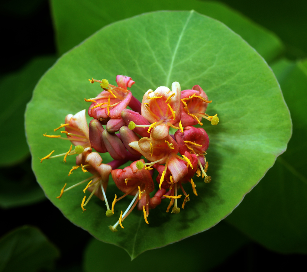 Image of Lonicera dioica specimen.