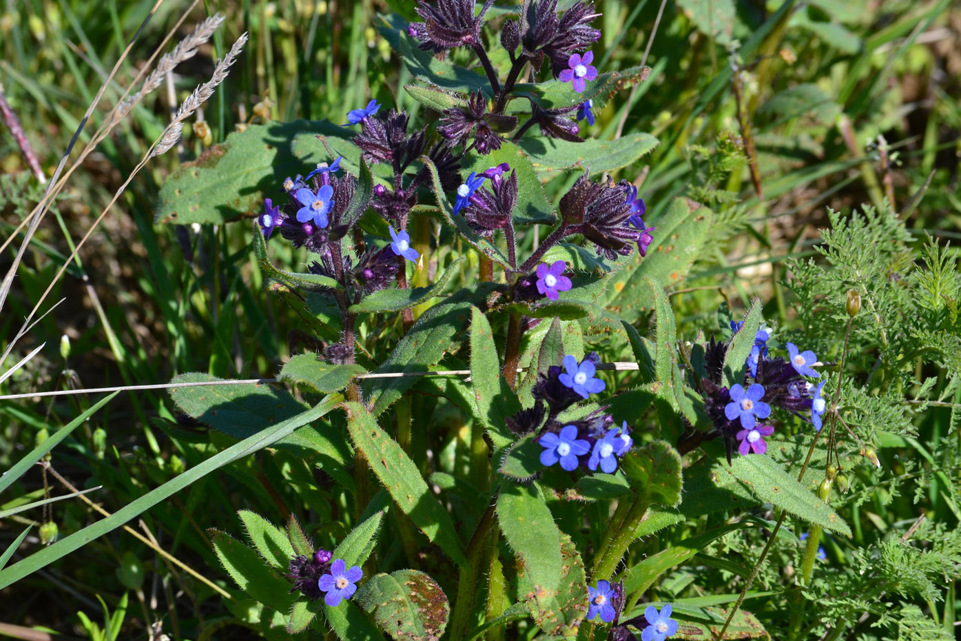 Image of Anchusa pusilla specimen.