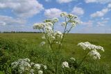 Anthriscus sylvestris