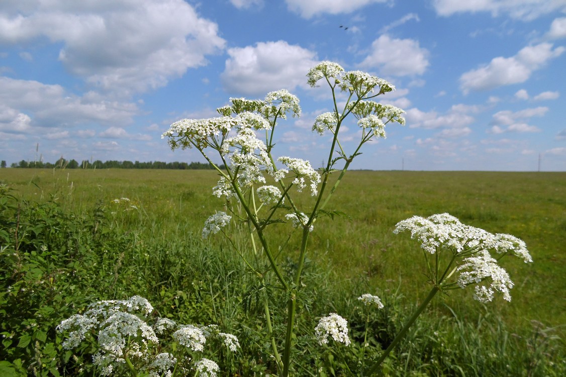 Image of Anthriscus sylvestris specimen.