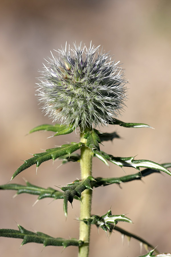 Изображение особи Echinops tschimganicus.