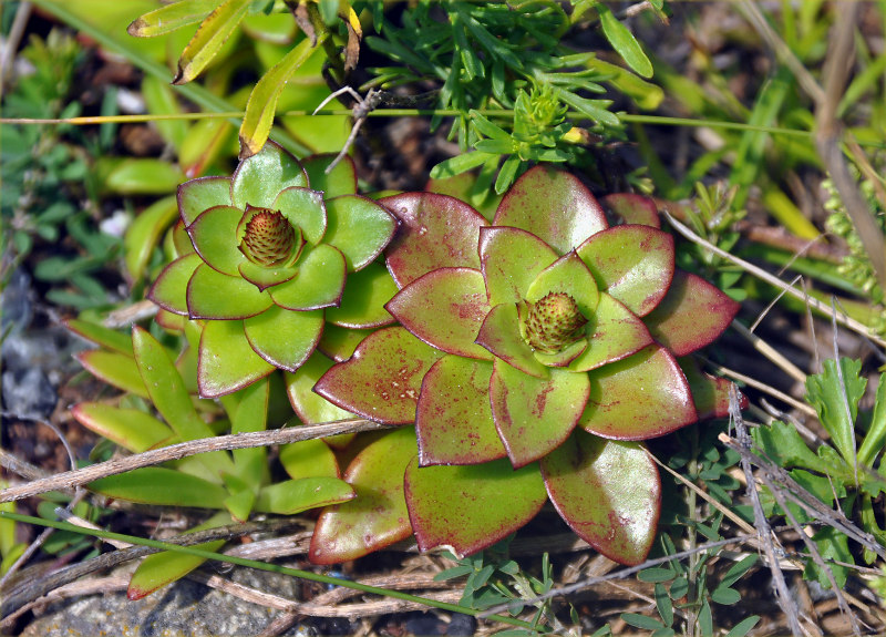 Изображение особи Orostachys maximowiczii.