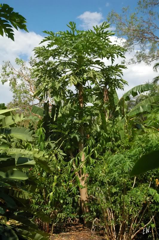 Изображение особи Carica papaya.