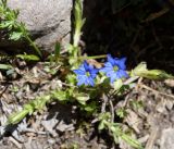 Gentiana karelinii. Цветущее растение. Кыргызстан, Нарынская обл., левый берег р. Нарын, природный парк Салкын-Тор, около ручья. 12.07.2015.